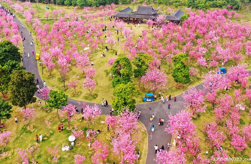 南宁青秀山公园樱花谷里的樱花盛放,粉红色的樱花如一朵朵的红霞,鲜艳夺目。