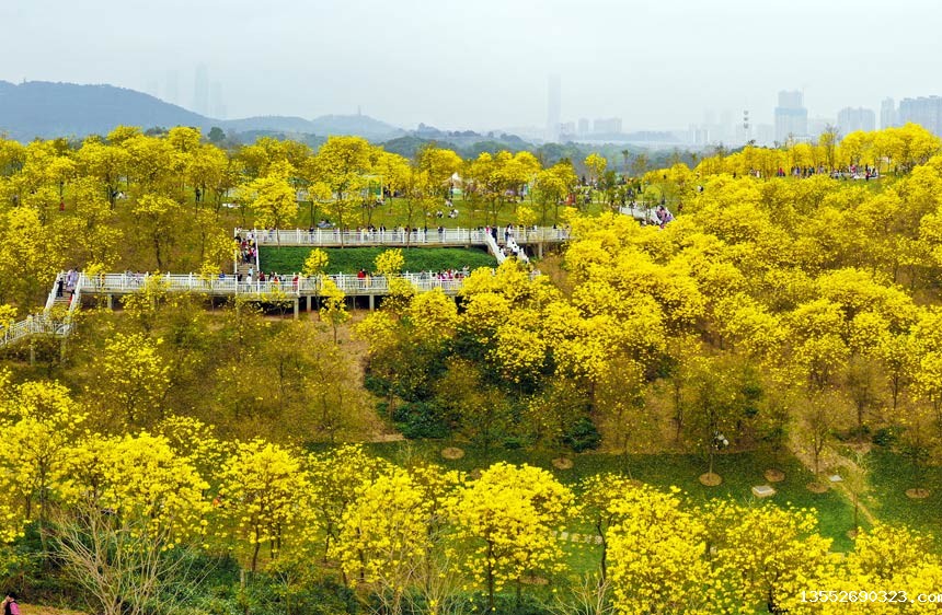 南宁青秀山的黄花风铃木园象一片金色的海洋。