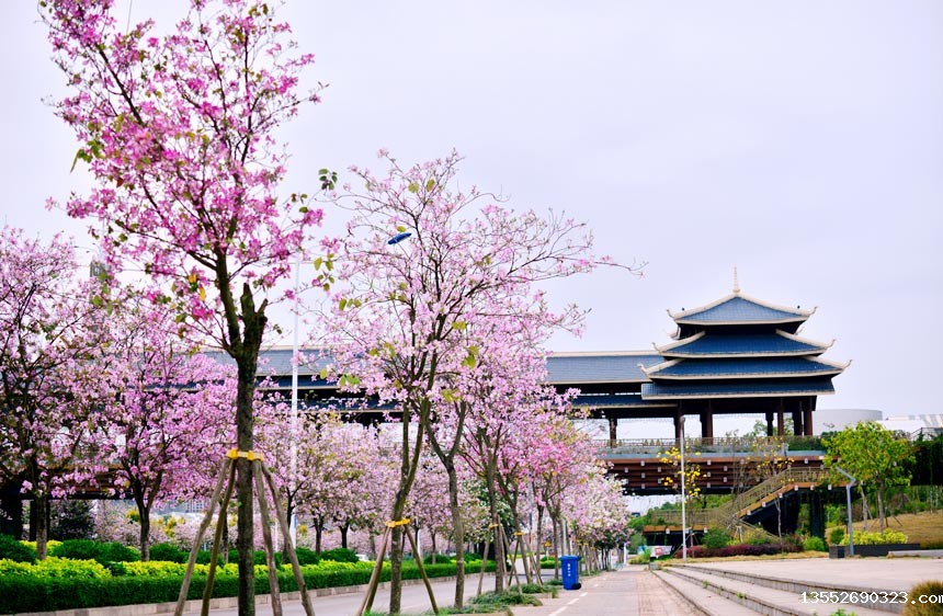 南宁市街头繁花似锦,美不胜收。