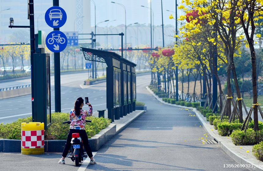 黄花铃盛开,吸引市民拍照留念。