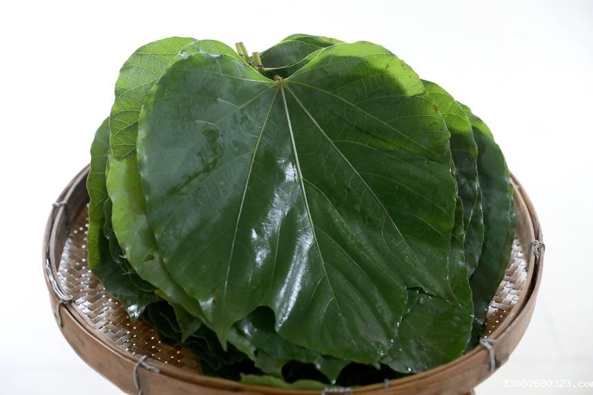 洗净的油桐叶。三江侗族自治县融媒体中心供图