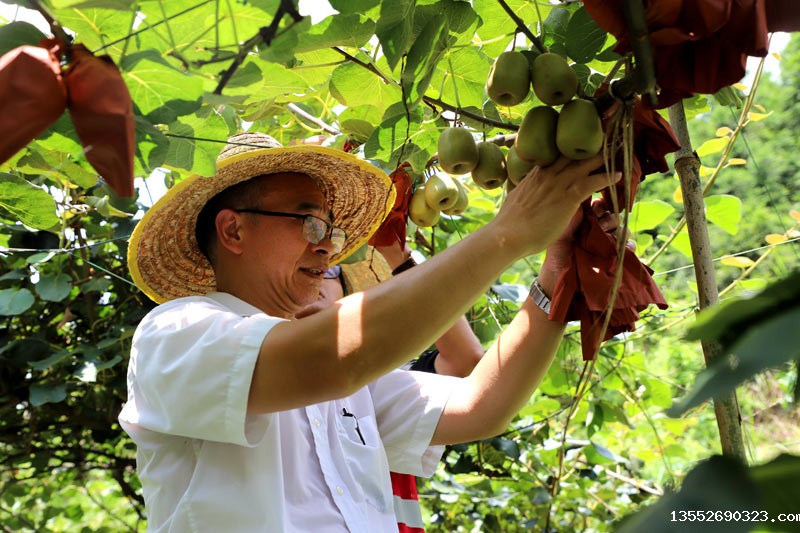 农民在采摘猕猴桃
