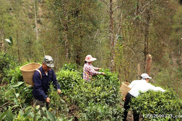 茶农在采茶