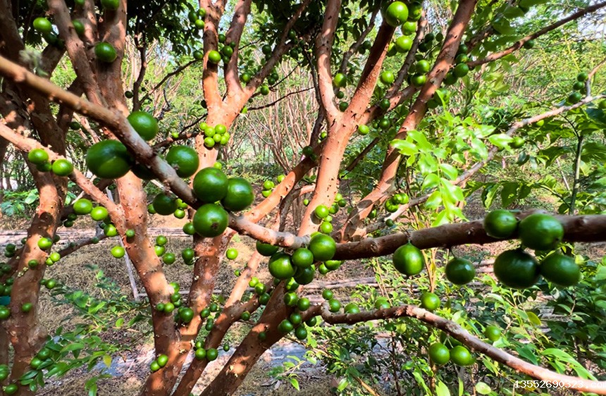 树葡萄的树干上,密密麻麻地长满了果实。