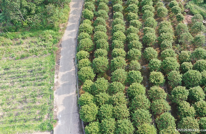 石镇华石村下三浪组树葡萄基地。