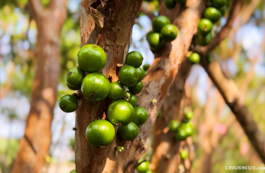 树葡萄的树干上长满果实。