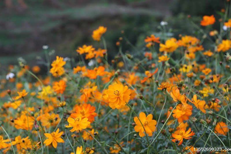 硫华菊进入盛花期