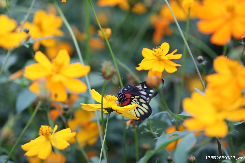 硫华菊悄然绽放