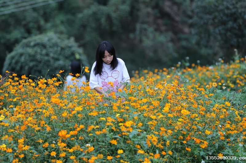 硫华菊盛开引客来