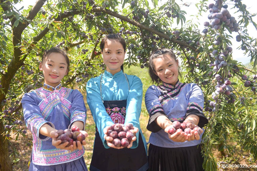 手捧珍珠李,庆丰收。