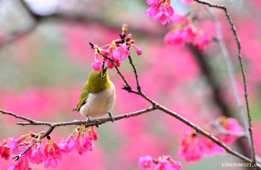 鸟儿在花丛中觅食。