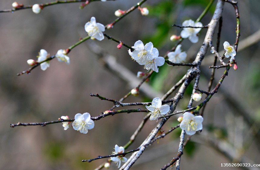 寒梅绽放，如雪如玉。