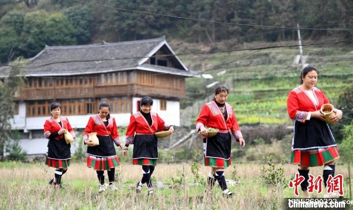 3月14日，在广西桂林市龙胜各族自治县马堤乡马堤村民合瑶寨，村民采摘艾草归来。　潘志祥 摄
