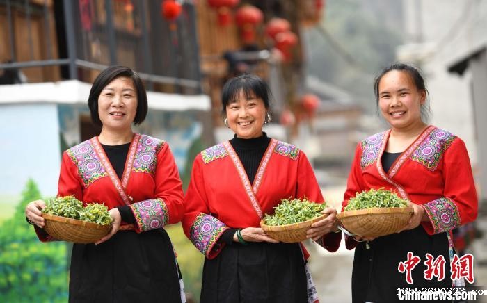 3月14日，在广西桂林市龙胜各族自治县马堤乡马堤村民合瑶寨，村民在展示采摘回来的艾草。　潘志祥 摄