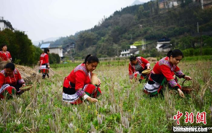 3月14日，在广西桂林市龙胜各族自治县马堤乡马堤村民合瑶寨，村民在田间采摘艾草。　潘志祥 摄