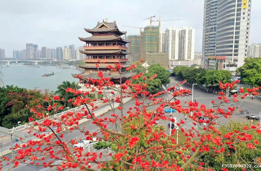 在南宁街头盛放的木棉花。