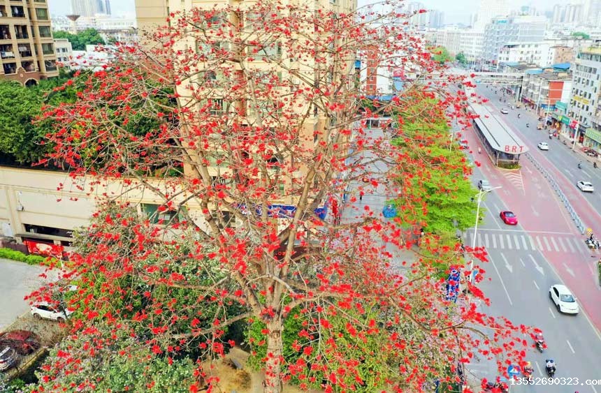 在南宁街头盛放的木棉花。