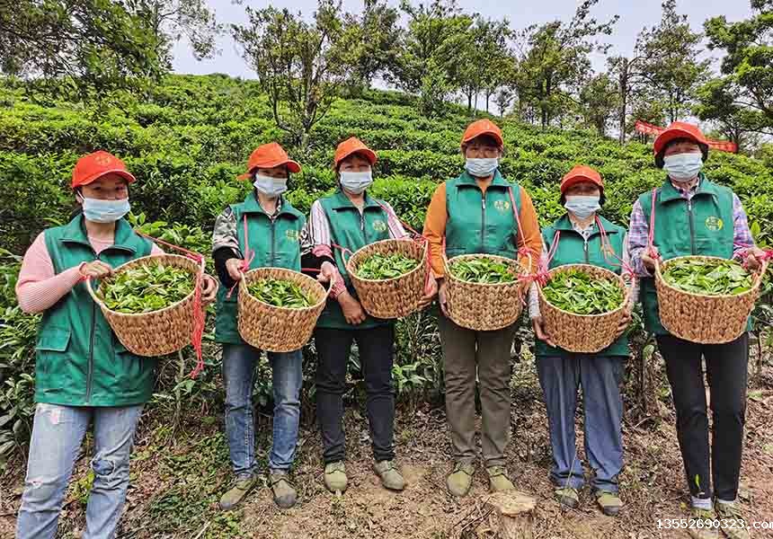 采茶工人采摘了一筐筐新鲜的茶叶。