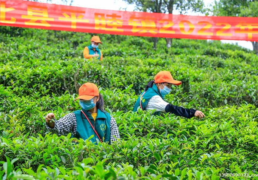 采茶工人采摘茶叶。