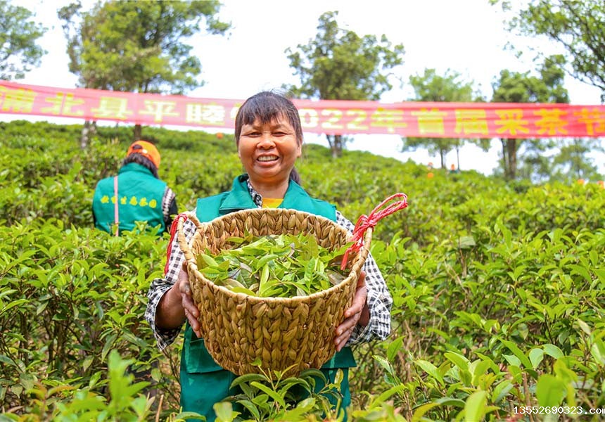 采茶工人手捧采摘的茶叶乐开怀。