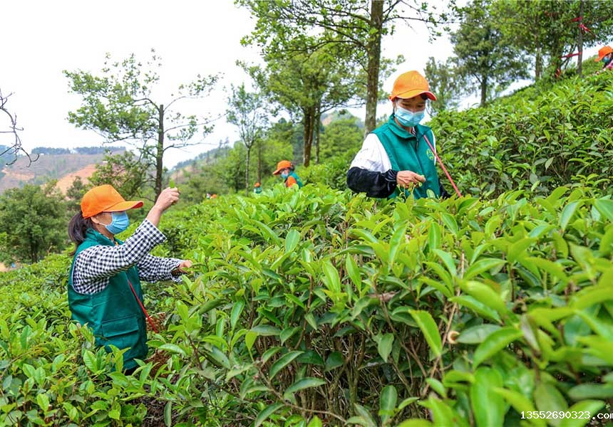 采茶工人采摘茶叶。