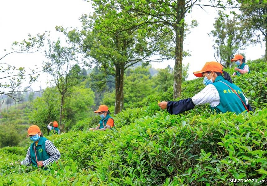 采茶工人采摘茶叶。