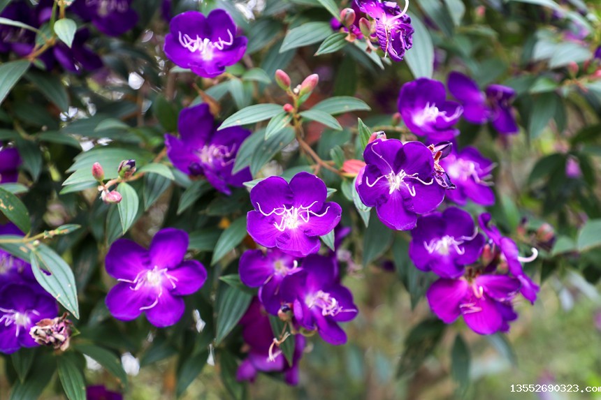 巴西野牡丹不仅花色惹眼，别致的花貌也引人注目。覃伟钊摄