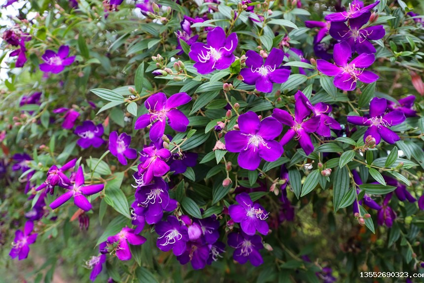 野牡丹悄然绽放。覃伟钊摄