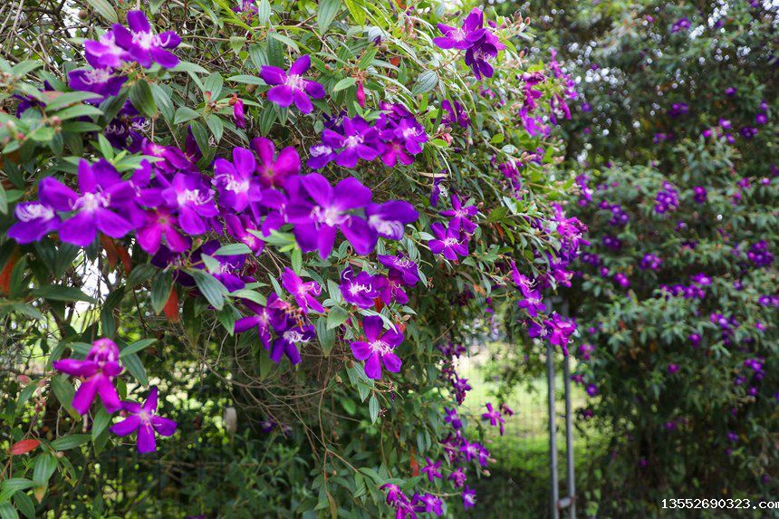 紫红色花瓣娇艳欲滴，宛若一只只翩翩起舞的紫蝴蝶。覃伟钊摄