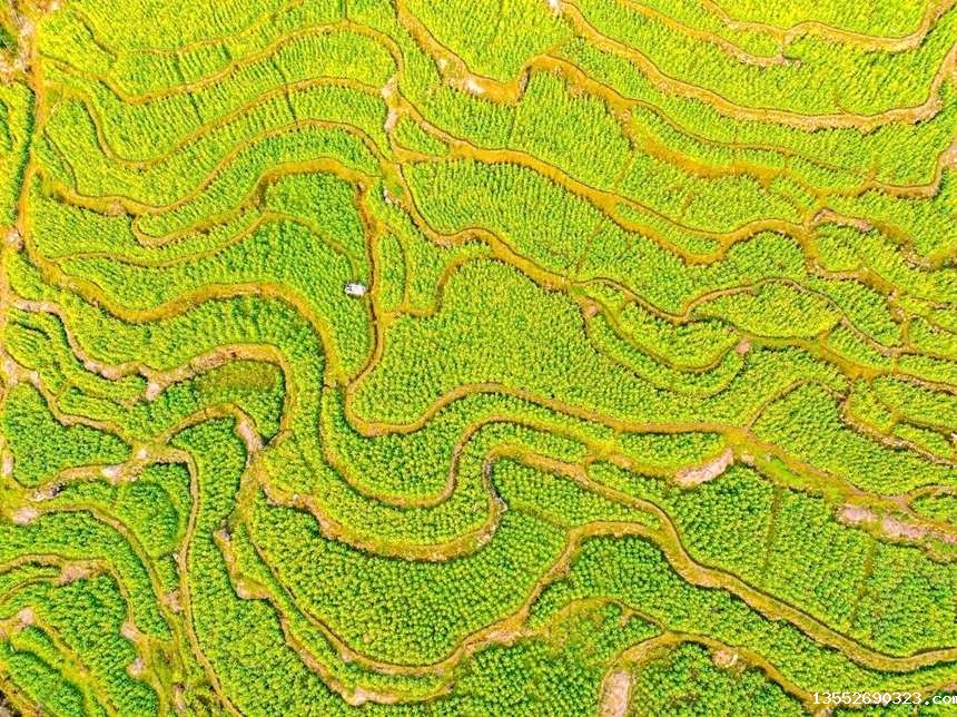 油菜花海。韦伟海摄