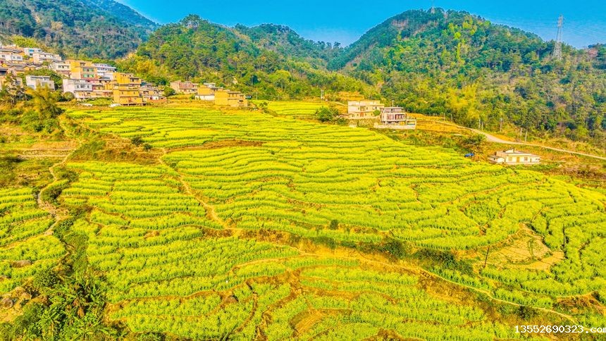 千亩油菜花竞相绽放。刘峥摄