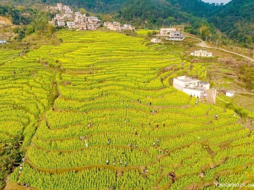 油菜花海。韦伟海摄