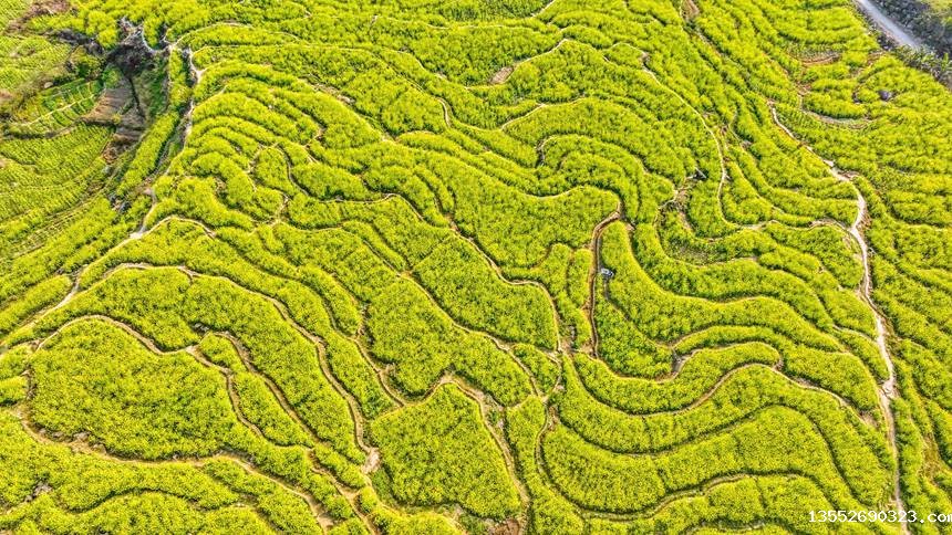 油菜花海。刘峥摄