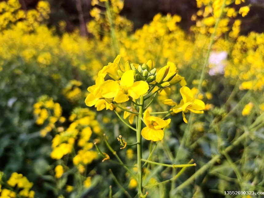 油菜花盛开。人民网记者 王勇摄