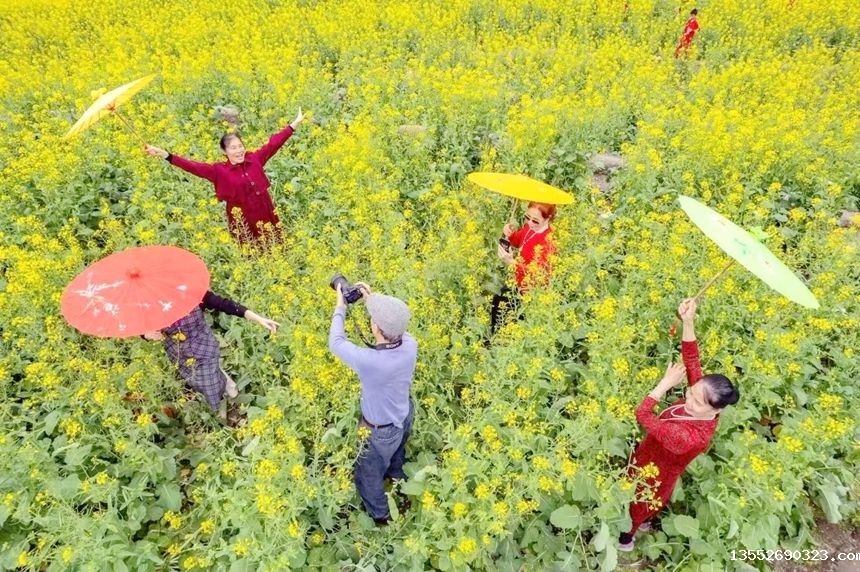游客在油菜花地里拍照留念。韦伟海摄