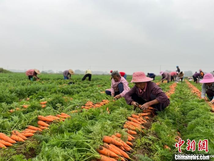 广西贺州实施“水稻—蔬菜”轮作农民在“家门口”创益增收