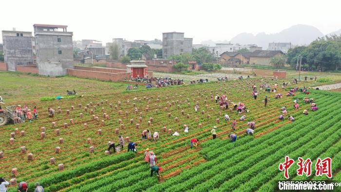 图为福桥村农田采收现场。　毛美岚 摄