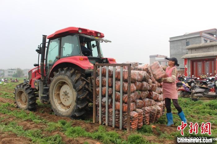图为农民将胡萝卜装车。　潘德鸿 摄