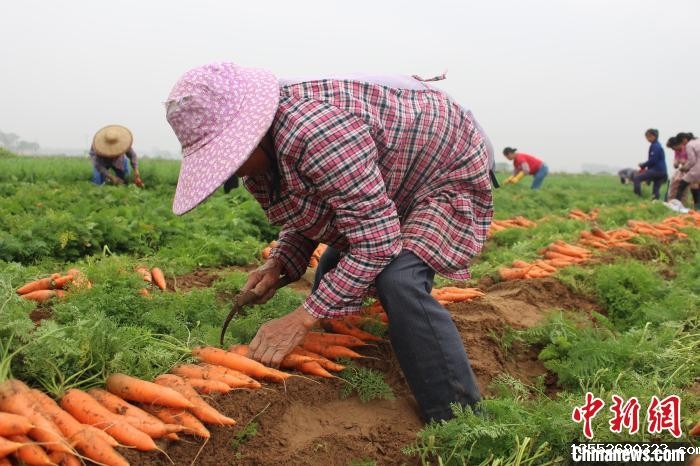 农民在采收胡萝卜。　潘德鸿 摄