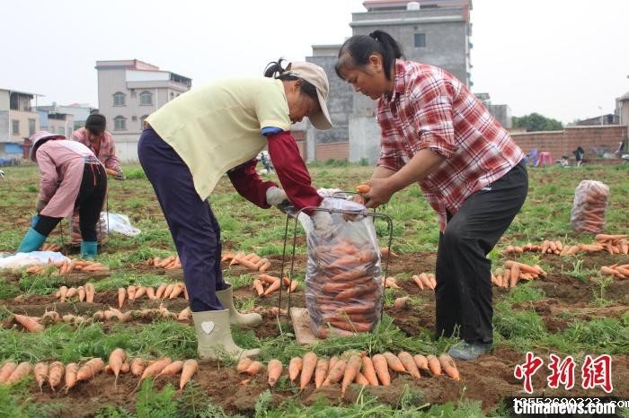 农民将胡萝卜装袋。　潘德鸿 摄