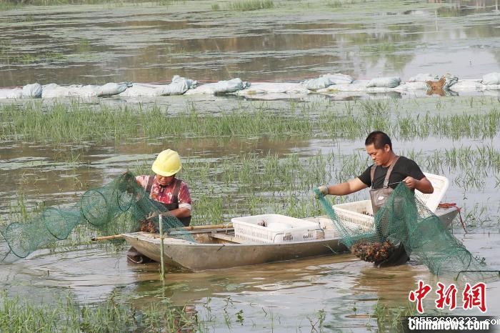 广西贵港小龙虾错季上市供销两旺成乡村振兴大产业