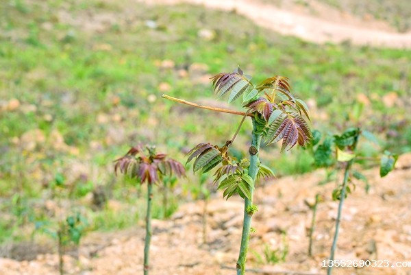 香椿嫩芽。岑柳蓉摄
