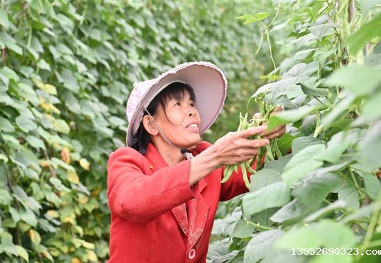 村民采摘四季豆。