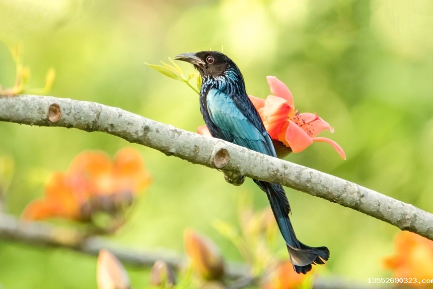 发冠卷尾。李世华摄