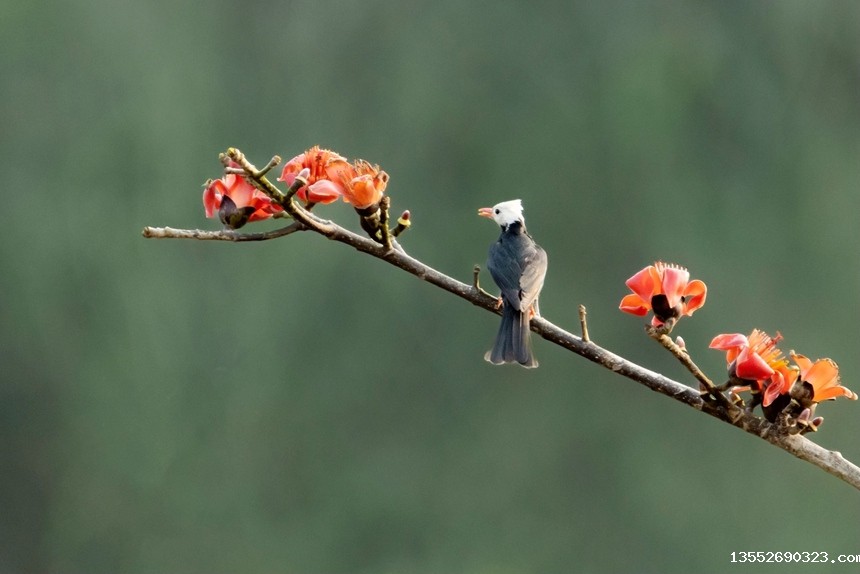 白头短脚鹎。李世华摄