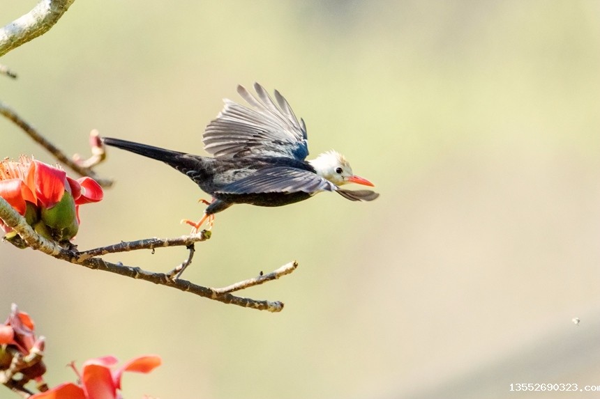 白头短脚鹎。李世华摄