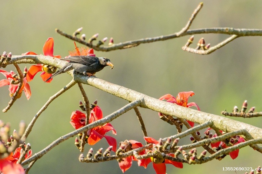 红嘴哔仔。李世华摄
