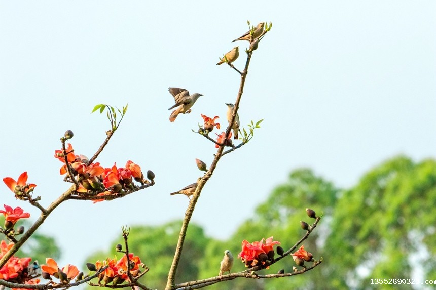 灰头椋鸟。李世华摄
