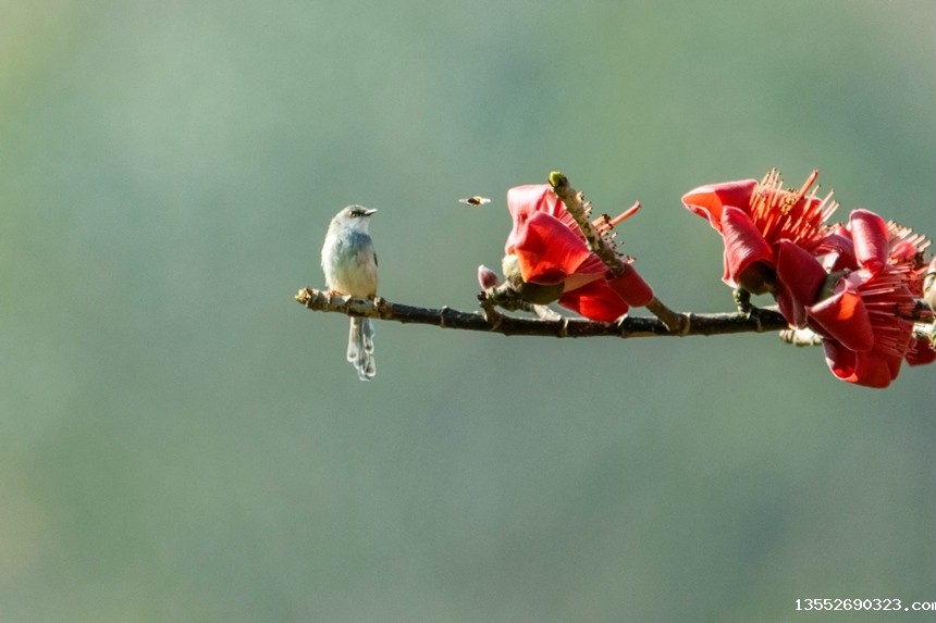 白喉林莺。李世华摄 