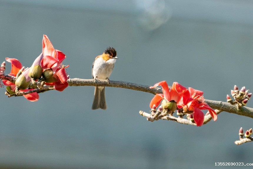 栗背短脚鹎。李世华摄